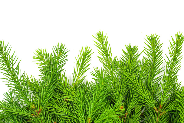 Fichtenzweig isoliert auf weißem Hintergrund. Grüne Tanne. Weihnachtsbaum - Foto, Bild