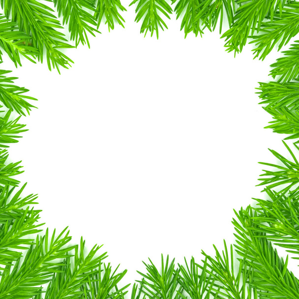 Rama de abeto aislada sobre fondo blanco. Abeto verde. Árbol de Navidad Ramas Frontera de cerca - Foto, Imagen