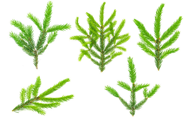 Spruce branch isolated on white background. Green fir. Christmas Tree - Φωτογραφία, εικόνα