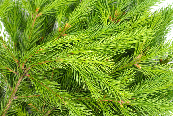 Rama de abeto aislada sobre fondo blanco. Abeto verde. Ramas del árbol de Navidad textura de cerca - Foto, Imagen