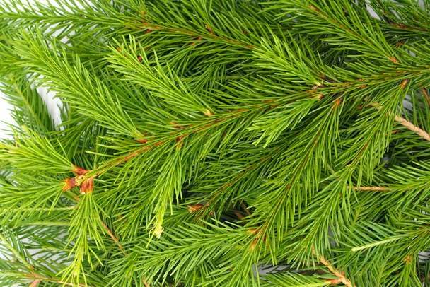 白い背景に孤立したトウヒの枝。緑のモミ。クリスマスツリーの枝の質感を閉じます - 写真・画像