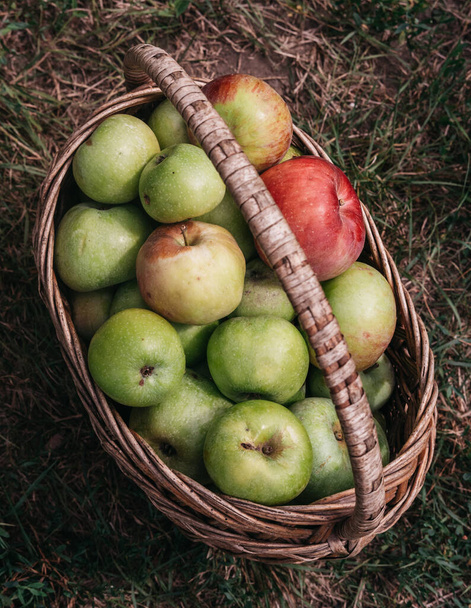 Taze yeşil ve pembe elmalar sepette, çiftçilerin yaz sonu ve sonbahar başında hasadı. Apple Saved. Elmaları topla ve sepete koy. Hasır sepetteki elmalar. - Fotoğraf, Görsel