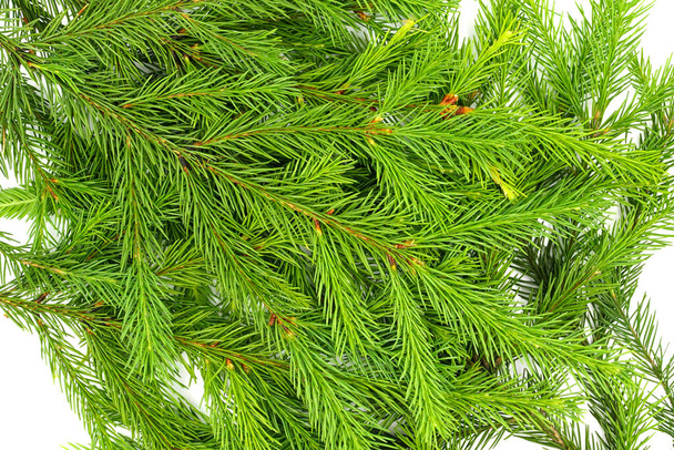 Fichtenzweig isoliert auf weißem Hintergrund. Grüne Tanne. Weihnachtsbaumzweige aus nächster Nähe - Foto, Bild