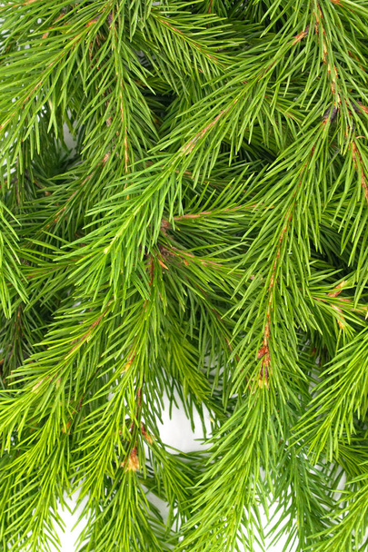 Spar tak geïsoleerd op witte achtergrond. Groene spar. Kerst boom takken textuur close-up - Foto, afbeelding