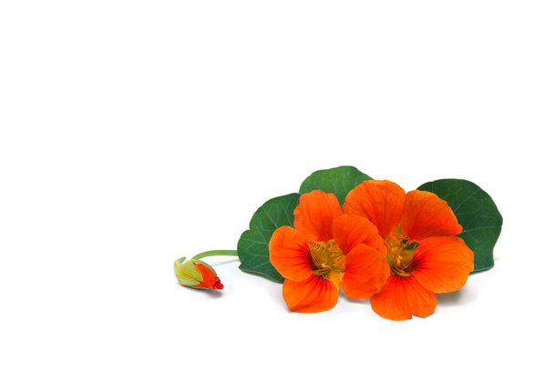 Flowers and leaves of nasturtium ( Tropaeolum ) on white background with space for text - Photo, Image
