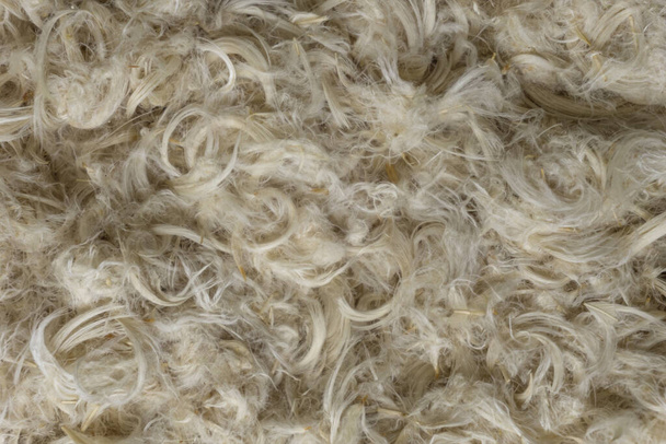 Біле пір'я гуски і пух з тла текстури подушок
 - Фото, зображення
