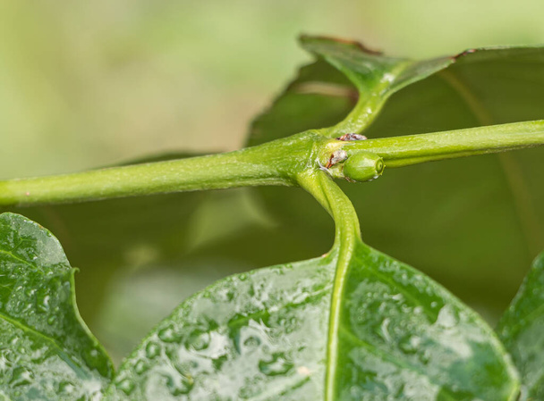 The green coffee bean on the coffee tree arabica. - Photo, Image