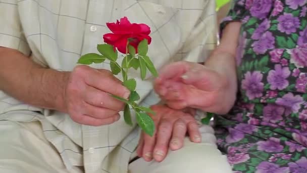 Yaşlı insanların yaşlı elleri Büyükbaba bir gülü büyükannesine verir - Video, Çekim
