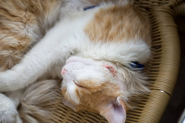El gato duerme con un absceso cicatrizante en la mejilla después de la cirugía para extirpar el pus.. - Foto, imagen
