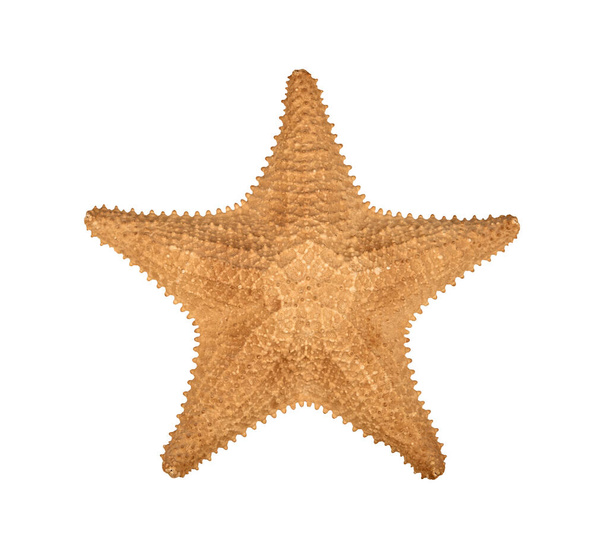 Close up one dried sea starfish (sea star, asteroid or five finger fish) isolated on white background, elevated top view, directly above - Photo, Image