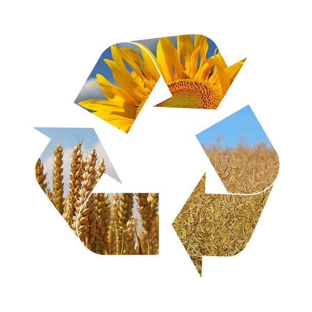 Kuva maatalouden viljelykasvin, auringonkukan, vehnän, rypsin, valkoisella pohjalla eristetty kierrätyssymboli - Valokuva, kuva