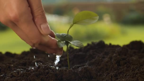 Mão masculina regando a planta cultivada de sementes - Filmagem, Vídeo