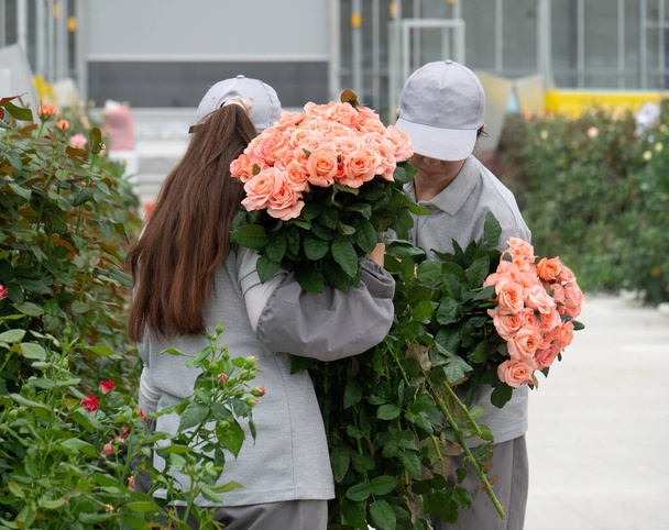 arbeidersvrouw geeft om mooie rozen terwijl ze in de kas werkt. Rozenkrans. vrouw werken met rozen ze zet ze op de plank tijdens het werken in kas  - Foto, afbeelding