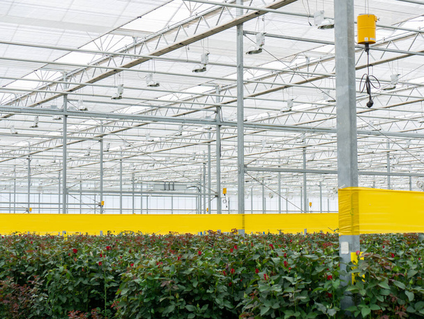 Perspective view of greenhouse with red, yellow  roses inside. Plantation roses   growing inside in a greenhouse - Photo, Image