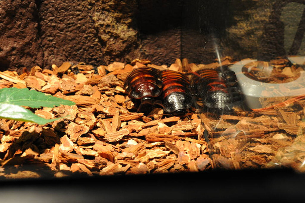 Madagascar silbando cucaracha. Gromphadorhina portentosa, también conocida como la cucaracha gigante de Madagascar - Foto, imagen
