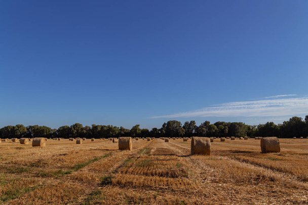 bales of straw on a freshly mowed field, yellow field, blue sky - Фото, зображення