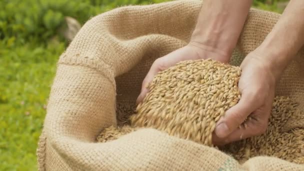 Male hands pouring rye grains - Footage, Video