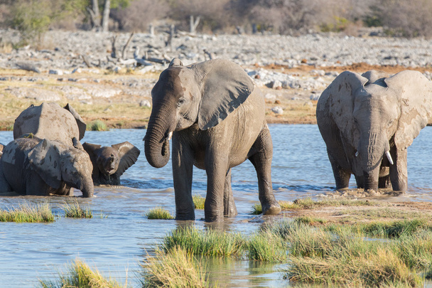 Elefantes en Etosha
 - Foto, imagen
