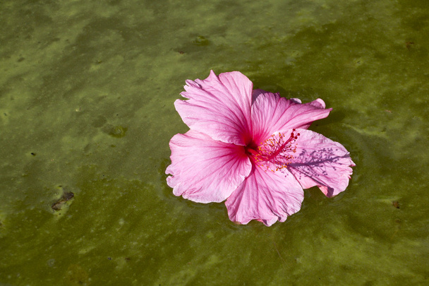 Flor colorida de hibisco flotando en el agua infestada de algas
 - Foto, imagen