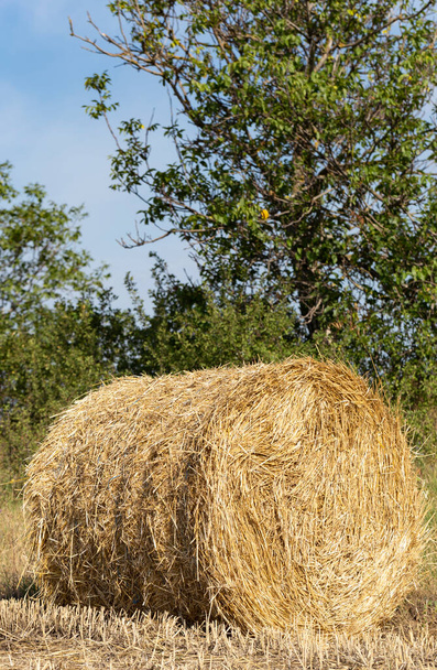 Wheat harvesting. Round bales of straw in the field. - Photo, Image