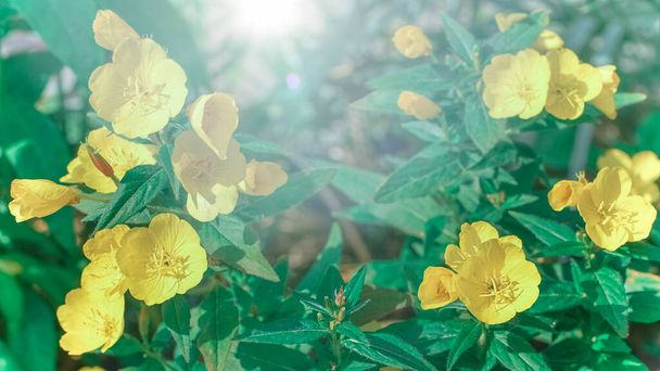 野生の黄色の花のぼやけた風景。高品質の写真 - 写真・画像