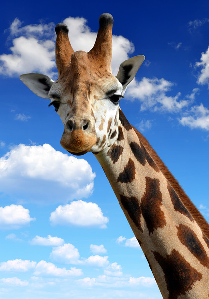 Giraffe - Photo, Image