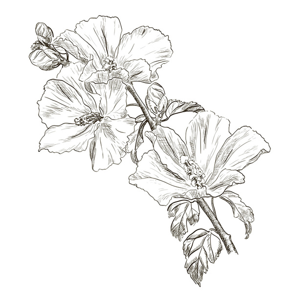 Hand drawing Hibiscus flower - Vector, Imagen