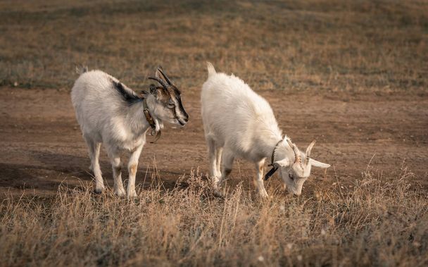 Due capre che mangiano erba, Capre al pascolo - Foto, immagini