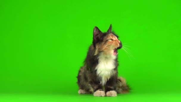 Kotek kociaki grać puszyste na zielonym tle wideo ekran 4K. - Materiał filmowy, wideo