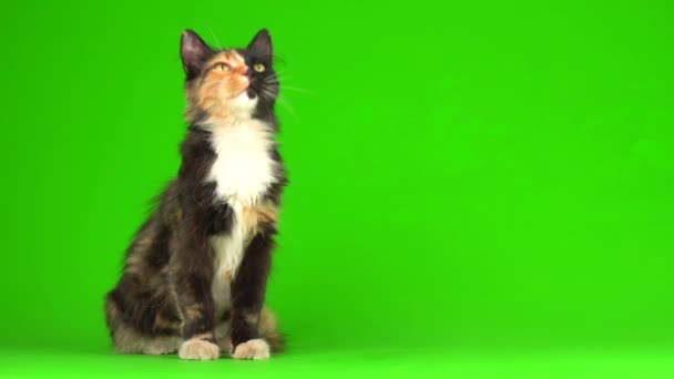 Kotek kociaki grać puszyste na zielonym tle wideo ekran 4K. - Materiał filmowy, wideo