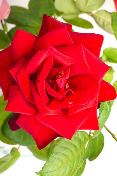 Ένα κοντινό πλάνο ενός κόκκινου τριαντάφυλλου με βελούδινα πέταλα σε πλήρη άνθιση που περιβάλλεται από πράσινα φύλλα. - Φωτογραφία, εικόνα
