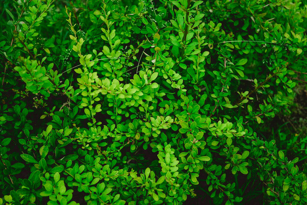 groene bladeren groeien, struik achtergrond - Foto, afbeelding