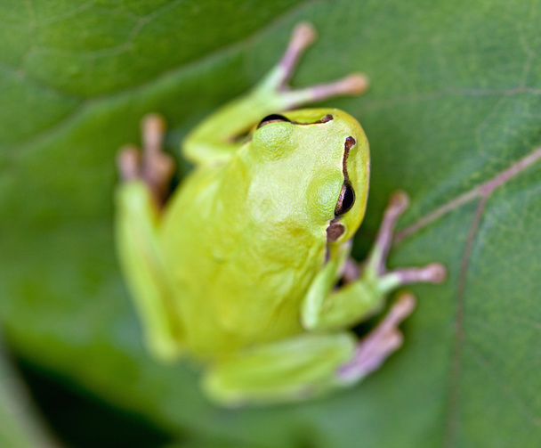 Европейская древесная лягушка (Hyla arborea) - Фото, изображение
