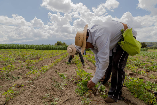 muotokuva meksikolainen maanviljelijä viljelee amaranth - Valokuva, kuva