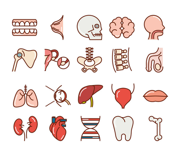 lidské tělo anatomie orgány zdraví zuby lebka mozek hlava játra ikony sběrná linka a vyplnit - Vektor, obrázek