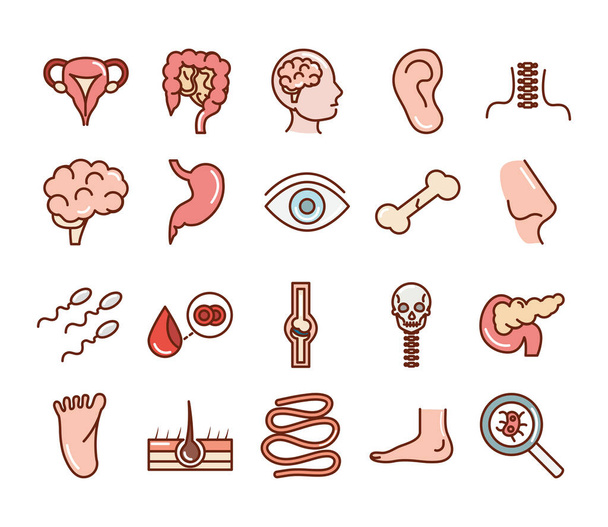 anatomie du corps humain organes santé intestin oeil os nez pied icônes de sang ligne de collecte et remplir - Vecteur, image