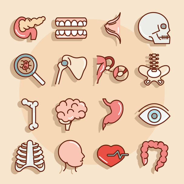 органы анатомии человеческого тела здоровье поджелудочной железы зубы череп кости глаза иконы желудка сбора и заполнения - Вектор,изображение