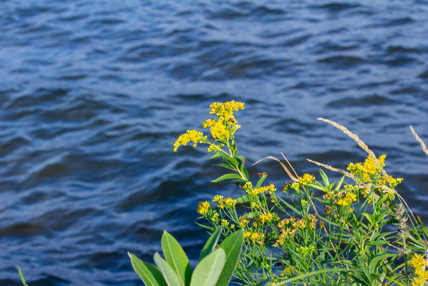 Close-up textuur uitzicht van gele goudstaaf wilde bloemen (solidago) bloeien langs een Noord-Amerikaanse oever van het meer - Foto, afbeelding