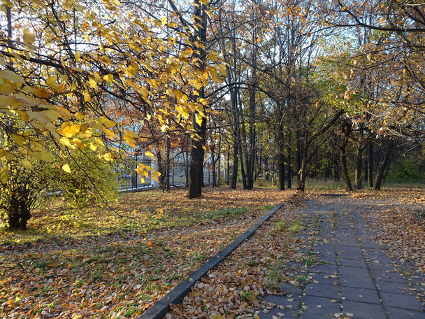 fallen yellow maple foliage on autumn park background, selective focus. High quality photo - Foto, Imagen