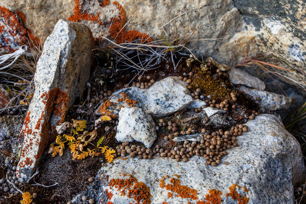 Fondo de textura de piedra y flores, montañas del Himalaya, Nepal - Foto, imagen