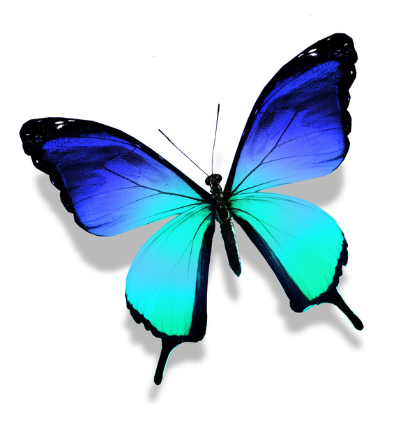 Blue turquoise butterfly - Photo, Image