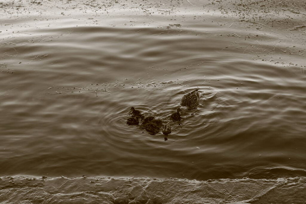 Mãe pato e patinhos nadando no rio - Foto, Imagem
