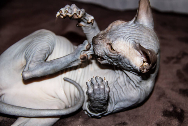 Sphinx gray cat bites herself on the paw. Beautiful hairless Sphynx gray kitten - a girl. - Photo, Image