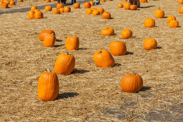 Pumpkin Patch - Photo, Image