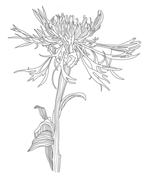 Κορνφλάουερ Σκίτσο Floral Βοτανική - Διάνυσμα, εικόνα