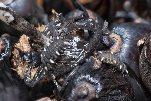 close shot of fungus beetle larvae. - Photo, Image