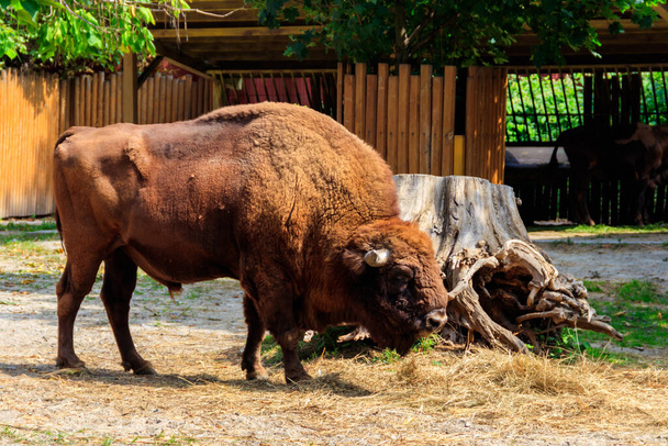 Bisonte americano (bisonte bisonte), también conocido como búfalo en un paddock en el corral - Foto, imagen