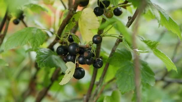 Fruits of black currant berries from the bushes in the summer garden, ready to harvest. Juicy ripe berries of a black currant on a bush. Garden berries background. Close-up - Footage, Video
