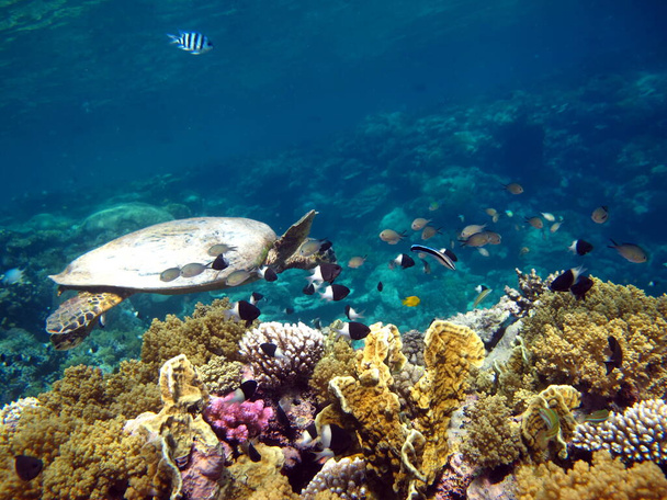 Sea turtles. Great Reef Turtle Bissa. - Photo, Image