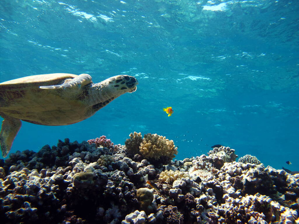 Tortugas marinas. Gran tortuga de arrecife Bissa. - Foto, Imagen